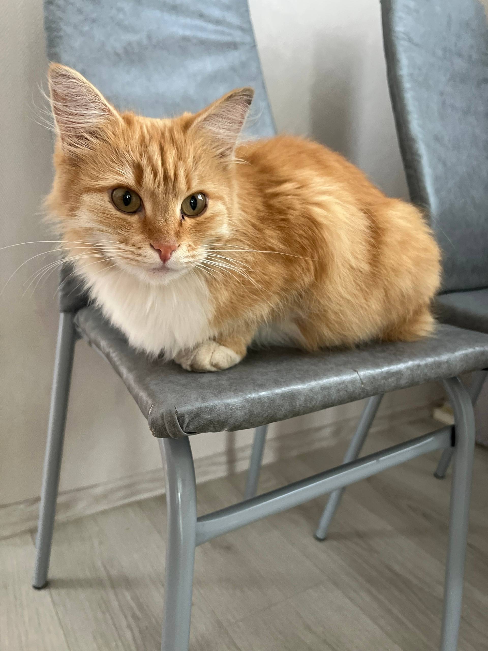Найдена кошка, ул. Мичурина
