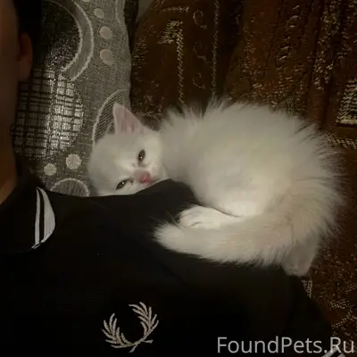 Пропал котёнок белого цвета, ул. Салгирная