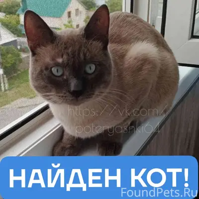 Найден кот, Саратов, Комсомольский посёлок