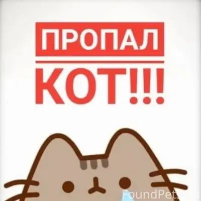 Пропал кот Плюша, улица Октябрьская