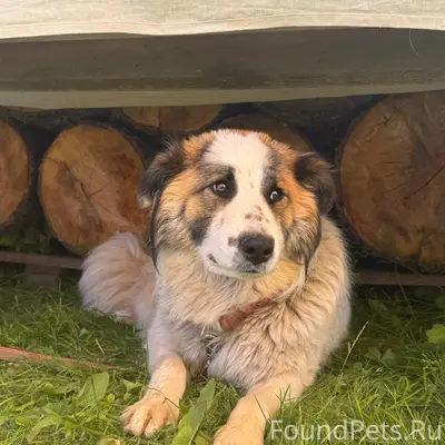 Найденна собака, найдена на дороге