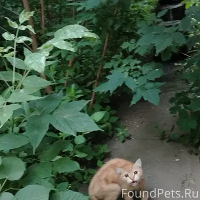 Найден кот, г. Электросталь