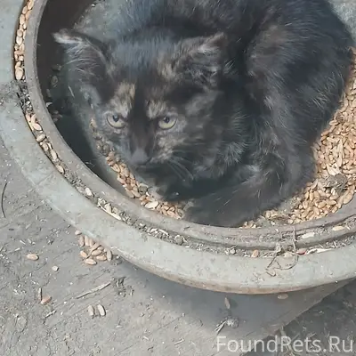 Найден котёнок, С. Казьминское