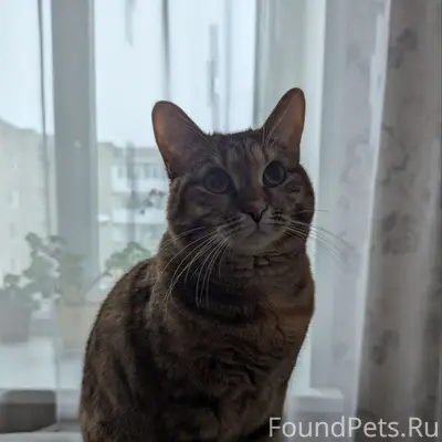Пропала кошка, ул. Красноборская 5