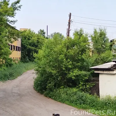 Пропал фенотип пинчера, Пионерский парк