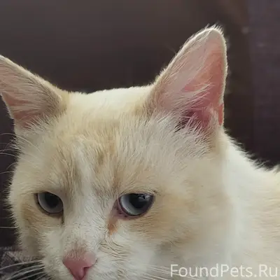 Найден кот, Паново 11б