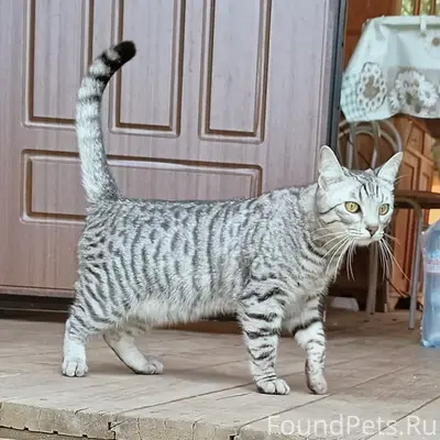 Пропал кот