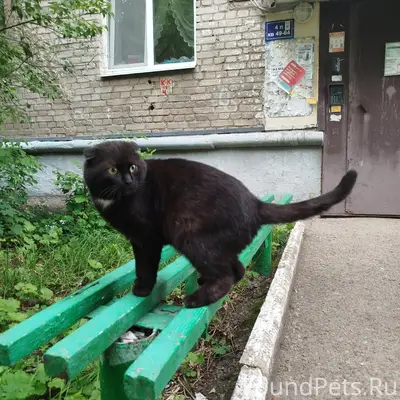 Найден вислоухий шотландец, Уфа, Блюхера