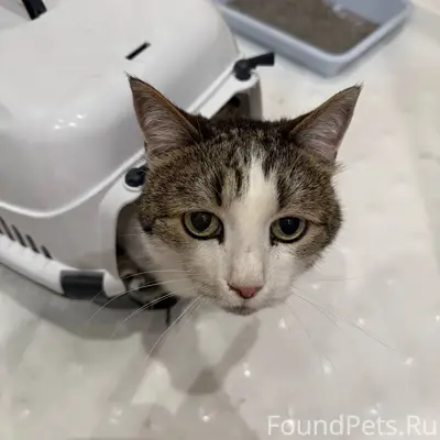 Найден кот, улица Короленко