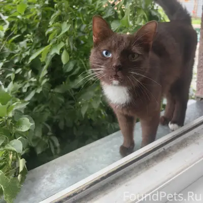 Найден котёнок, красивый, с разными глазами, Восстания