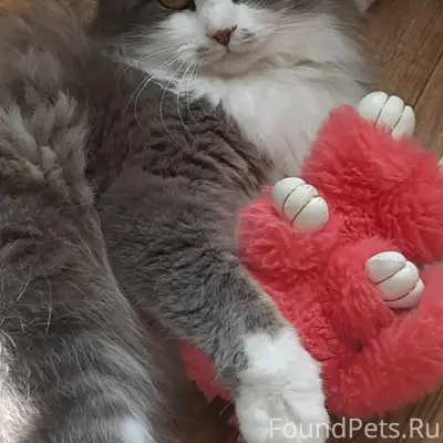 Пропал кот Максик, улица Щелкунова