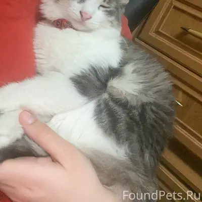 Пропала кошка Юна, 13 мкр