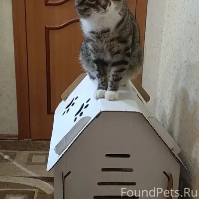 Пропал кот Степа, район Горбольницы