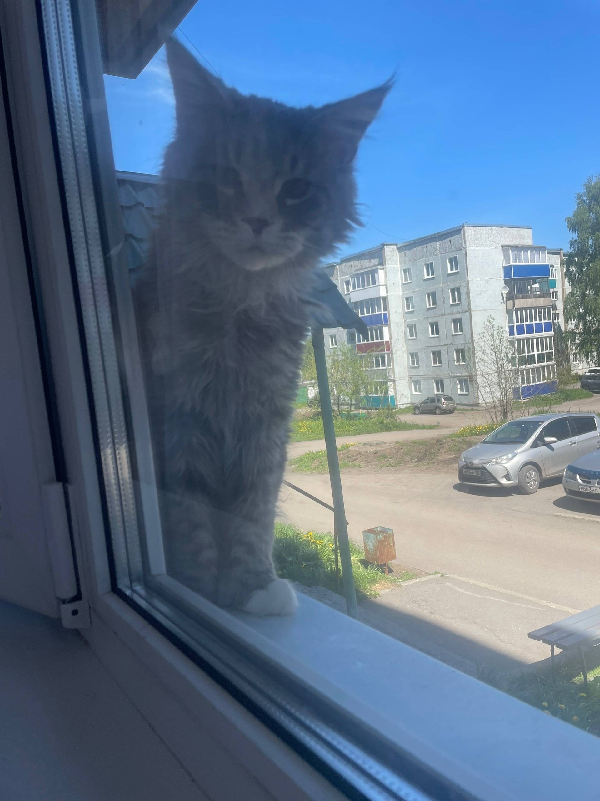 Пропал кот Циган, г. Киселевск