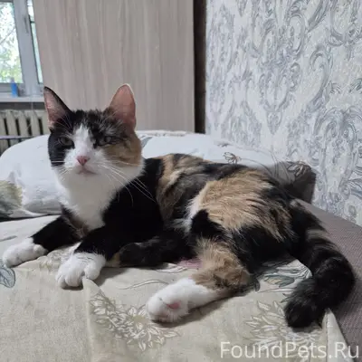 Пропала кошка Жаклин, Нижний Новгород