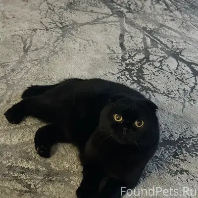 Пропал кот, с. Отрадное