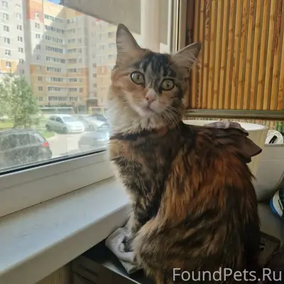 Пропала кошка, Завокзальный район