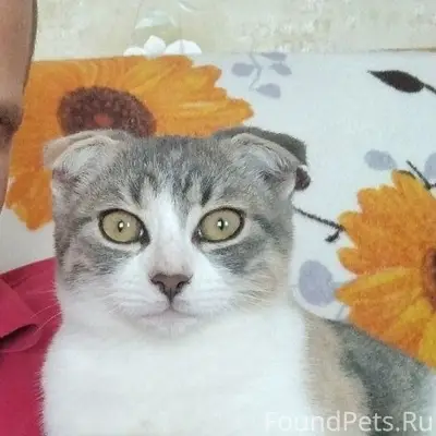 Пропала кошка, Джанкой