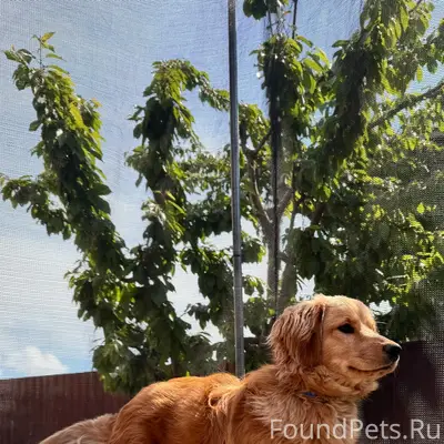 Пропала собака