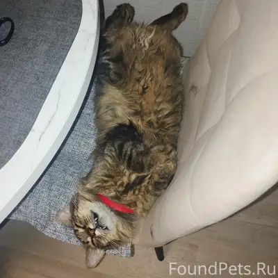 Пропал кот, Юдино