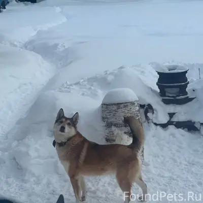 Пропала собака Вьюга