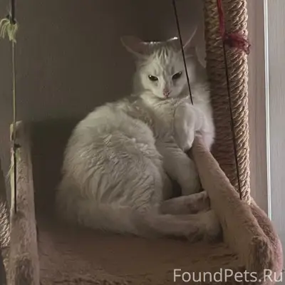Пропала кошка Милка, улица Спортивная