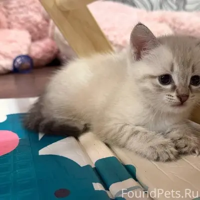 Пропал котёнок