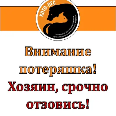 Найден щенок джек рассел, без клички