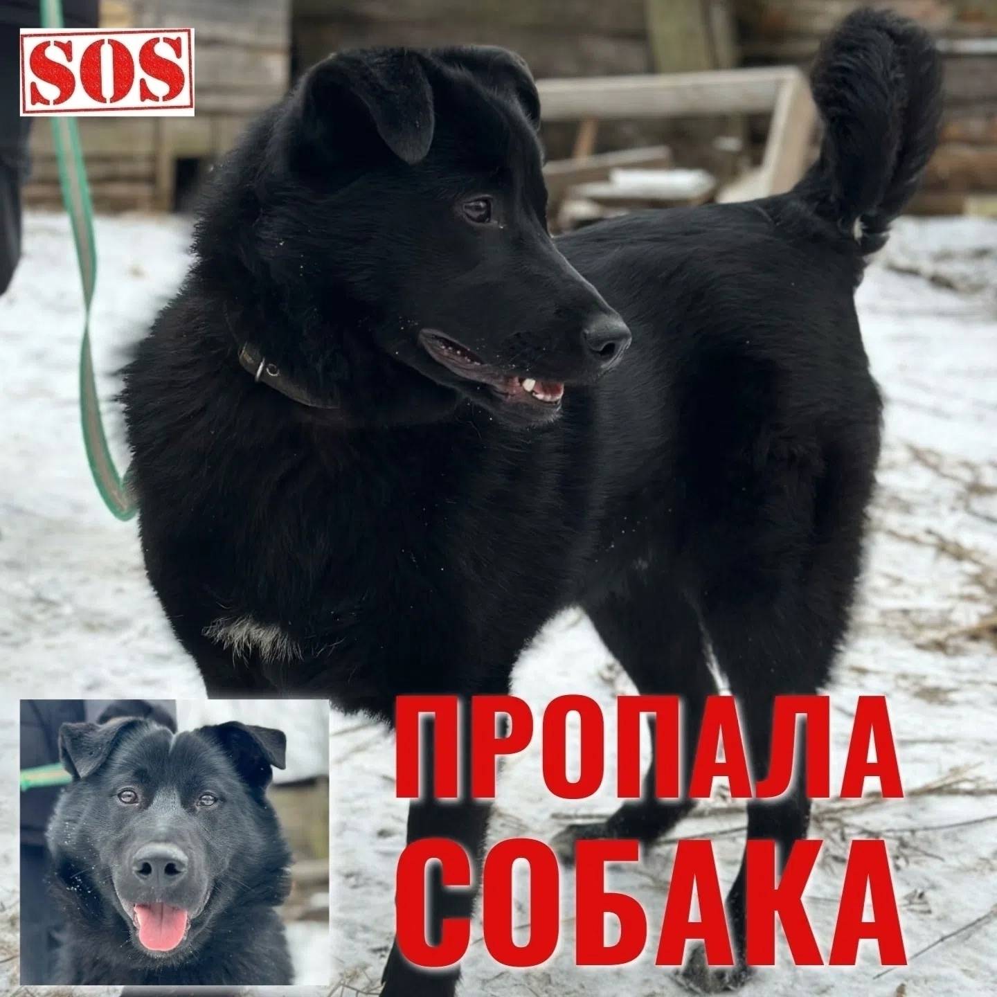 Пропал метис лабрадора Лорд, Сокольский район
