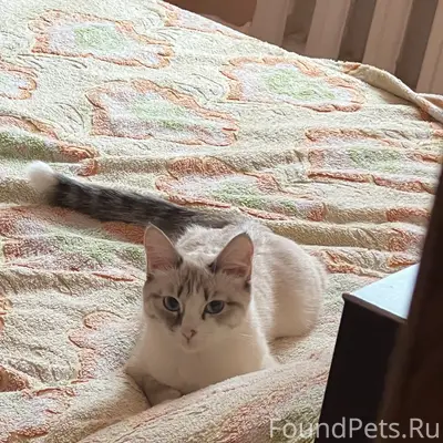 Пропала кошка