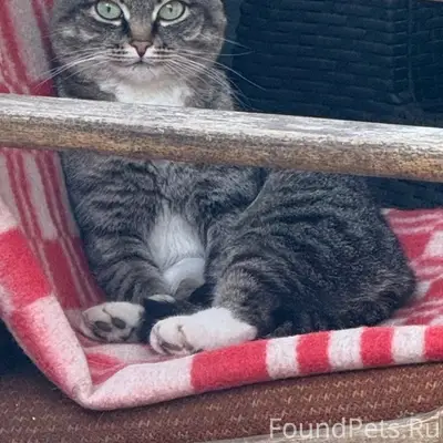 Пропала кошка, улица Красная