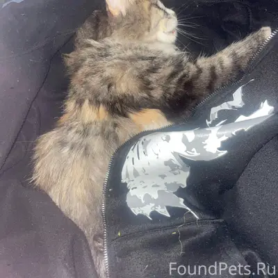 Найден кот, Лескова 52