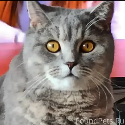 Пропал шотландский кот Веня, дача