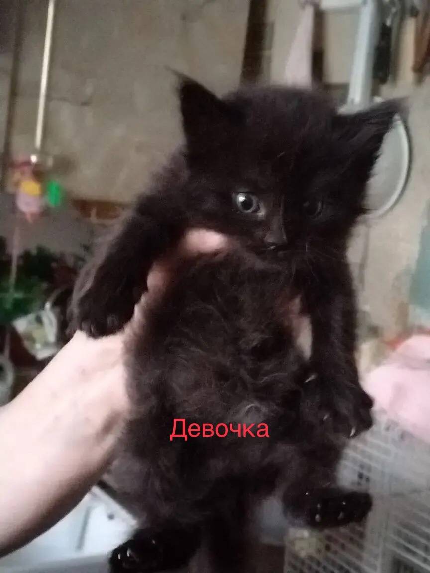 Найдена кошка, Ейск