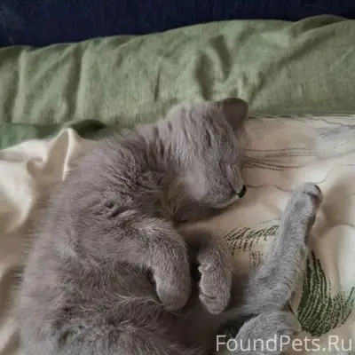 Найден котик, детская площадка