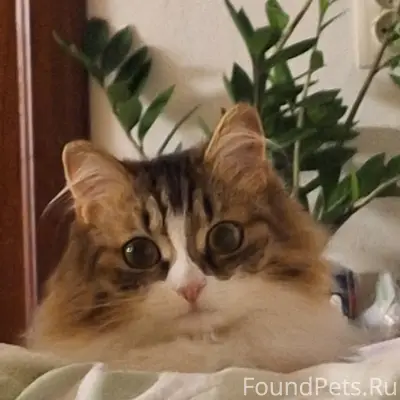 Пропала кошка, район нижней лисихи