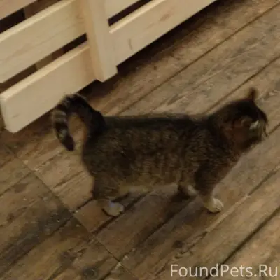 Пропал котёнок