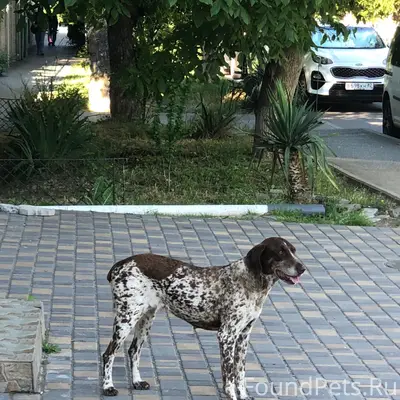 Пропала собака, пр-т Победы, 33