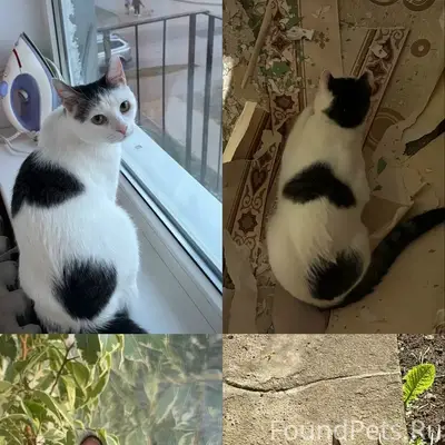 Пропали кошка Луна и кот Томас, Кингисепп