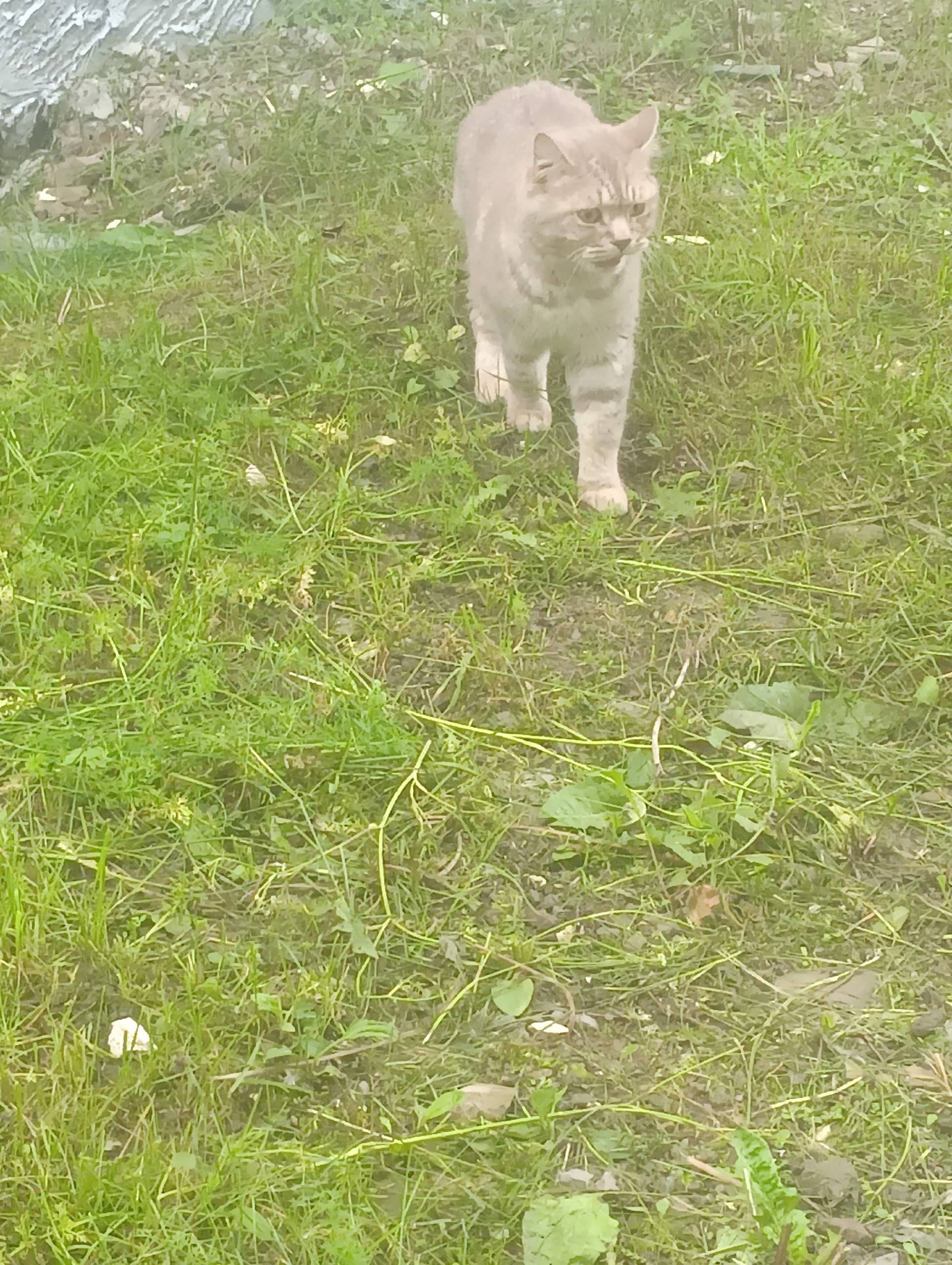 Найдена кошка, ул. Попова, д. 18
