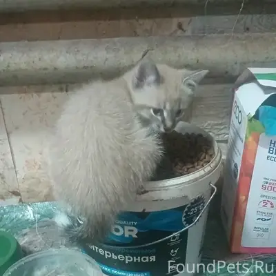 Пропал котёнок Тиша, Козлово