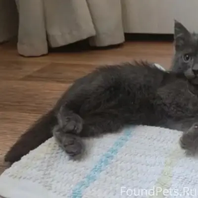 Найден котёнок, ул. Шукшина