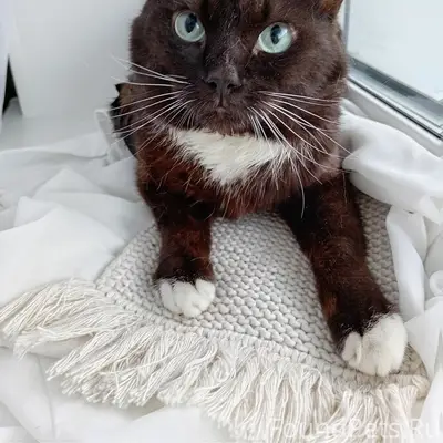 Найден кот, район Мамина Сибиряка