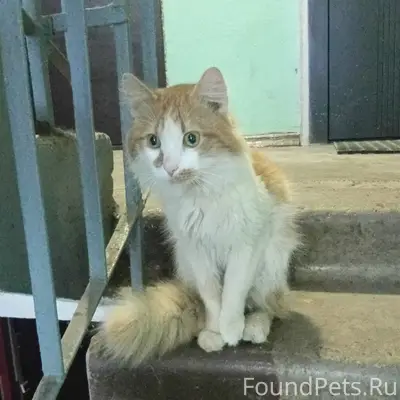 Найден кот, Ленинский район