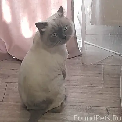 Пропал кот