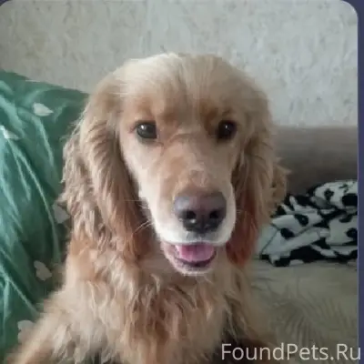 Пропала собака, Октябрьский район