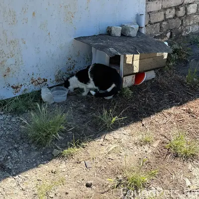 Найдена кошка, Бурнаковка