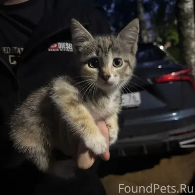 Найден котёнок, район Менжинского 55