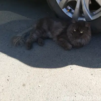 Бродит Домашняя кошка 