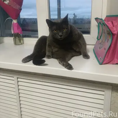 Пропал кот, Карельский проспект